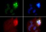 Phospho-Histone H4 (Ser1) Antibody in Immunocytochemistry (ICC/IF)