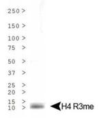 H4R3me1 Antibody in Western Blot (WB)