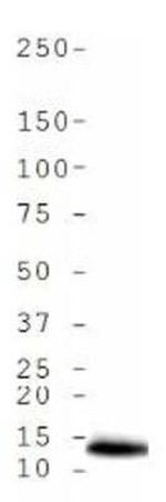 H4K5ac Antibody in Western Blot (WB)