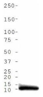 H4K5ac Antibody in Western Blot (WB)