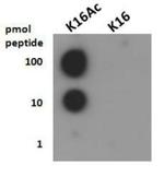 H4K16ac Antibody in Dot Blot (DB)