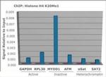 H4K20me1 Antibody in ChIP Assay (ChIP)