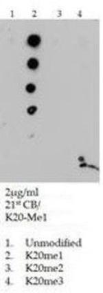 H4K20me1 Antibody in Dot Blot (DB)
