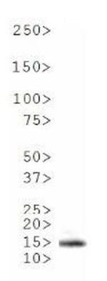 H4K20me1 Antibody in Western Blot (WB)