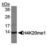 H4K20me1 Antibody in Western Blot (WB)