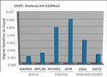 H4K20me2 Antibody in ChIP Assay (ChIP)