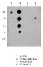 H4K20me2 Antibody in Dot Blot (DB)