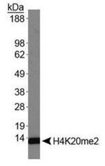H4K20me2 Antibody in Western Blot (WB)