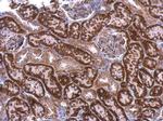 LPAR3 Antibody in Immunohistochemistry (Paraffin) (IHC (P))