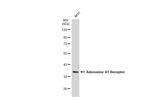 ADORA1 Antibody in Western Blot (WB)