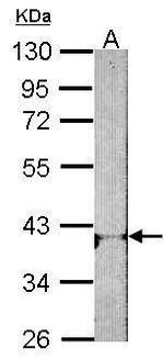 ADORA1 Antibody in Western Blot (WB)