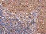 TRHR Antibody in Immunohistochemistry (Paraffin) (IHC (P))
