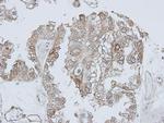 TRHR Antibody in Immunohistochemistry (Paraffin) (IHC (P))