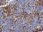 FLAP Antibody in Immunohistochemistry (Paraffin) (IHC (P))