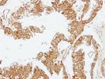 FLAP Antibody in Immunohistochemistry (Paraffin) (IHC (P))
