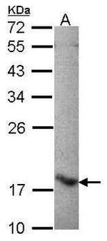 FLAP Antibody in Western Blot (WB)