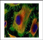 Annexin A2 Polyclonal Antibody