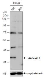 Annexin A2 Antibody in Western Blot (WB)