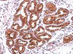 Annexin A13 Antibody in Immunohistochemistry (Paraffin) (IHC (P))