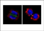 Survivin Antibody in Immunocytochemistry (ICC/IF)