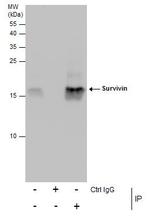 Survivin Antibody in Immunoprecipitation (IP)