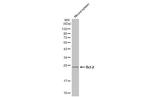 Bcl-2 Antibody in Western Blot (WB)