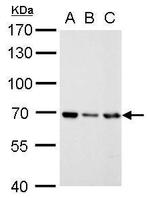 RecQ1 Antibody in Western Blot (WB)