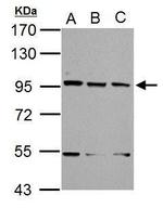 XAB2 Antibody in Western Blot (WB)