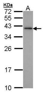 XLF Antibody in Western Blot (WB)