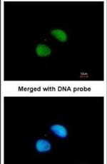 XRCC4 Antibody in Immunocytochemistry (ICC/IF)