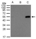 XRCC4 Antibody in Immunoprecipitation (IP)