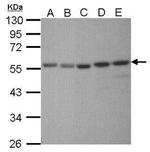 XRCC4 Antibody in Western Blot (WB)