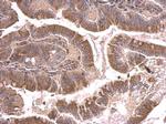 beta Tubulin 2 Antibody in Immunohistochemistry (Paraffin) (IHC (P))