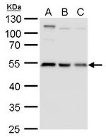 beta Tubulin 2 Antibody in Western Blot (WB)