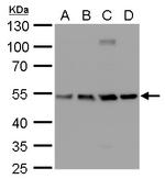 beta Tubulin 2 Antibody in Western Blot (WB)