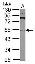 beta Tubulin 2 Antibody in Western Blot (WB)
