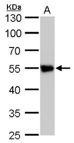 beta Tubulin 2 Antibody in Western Blot (WB)