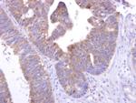 GPR82 Antibody in Immunohistochemistry (Paraffin) (IHC (P))
