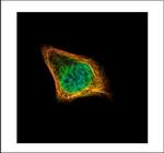 CENPF Polyclonal Antibody