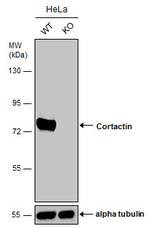 Cortactin Antibody in Western Blot (WB)