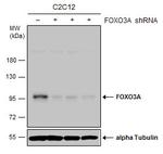 FOXO3A Antibody in Western Blot (WB)