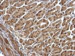 GPS1 Antibody in Immunohistochemistry (Paraffin) (IHC (P))