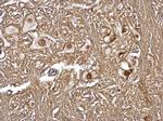 GPS1 Antibody in Immunohistochemistry (Paraffin) (IHC (P))
