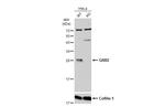 GRB2 Antibody in Western Blot (WB)