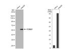 FOXA1 Antibody in Western Blot (WB)