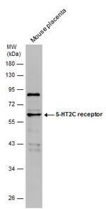 HTR2C Antibody in Western Blot (WB)