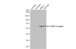 HTR2C Antibody in Western Blot (WB)