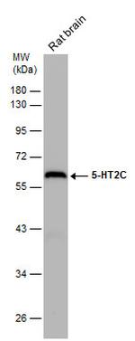 HTR2C Antibody in Western Blot (WB)