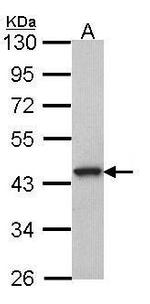 GPR20 Antibody in Western Blot (WB)