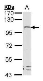 LGR4 Antibody in Western Blot (WB)